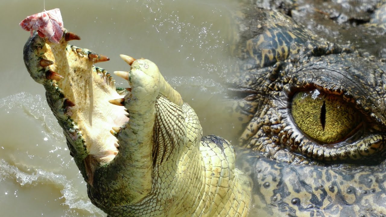 top-10-crazy-crocodile-attacks-youtube