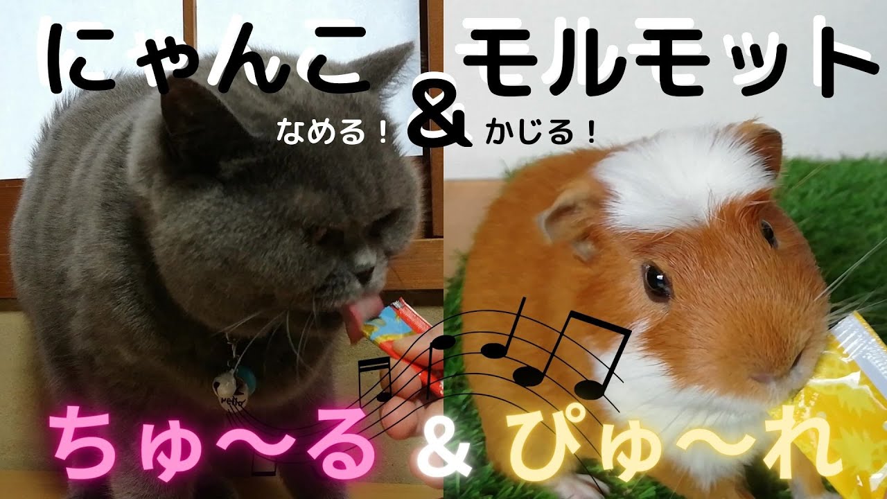 クレステッド モルモット ねこ モルモット 歌 ちゅ る ぴゅ れ Youtube