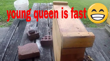 2 frame Nuc with new Queen