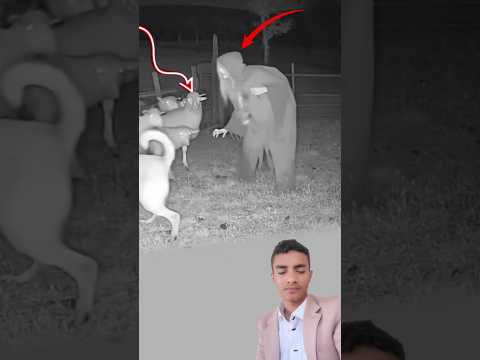 ظهرالعجوز الشبح عند بوابة المنزل وعندما اقترب من الكلب انطلق الكلب يهجم بنباح غاضب لا يرحم اكسبلور