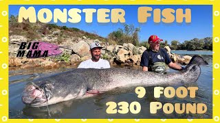 Unbelivable monster fish 230 pound x 9 foot in vertical fishing by Yuri Grisendi by Catfish World by Yuri Grisendi 20,948 views 13 days ago 5 minutes, 5 seconds