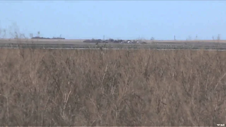 Live 2 Hunt - Swamp Monster