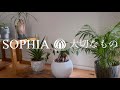 【一人で全部演奏】SOPHIA「大切なもの」弾いてみた歌ってみた