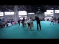 Spanish Mastiff on World Dog Show in Budapest, Hungary の動画、YouTube動画。