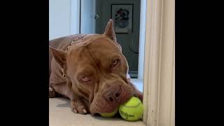 This is how you build muscles like a bully☝😅 | American bully #shorts