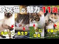いくつ知っている?メス猫の面白い真実11選
