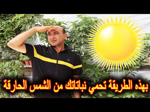 فيديو: ماذا تستطيع الأشجار أن تفعل لأنها في ضوء الشمس؟