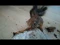 Как порадовать домашнюю белку./ How to please a pet squirrel.