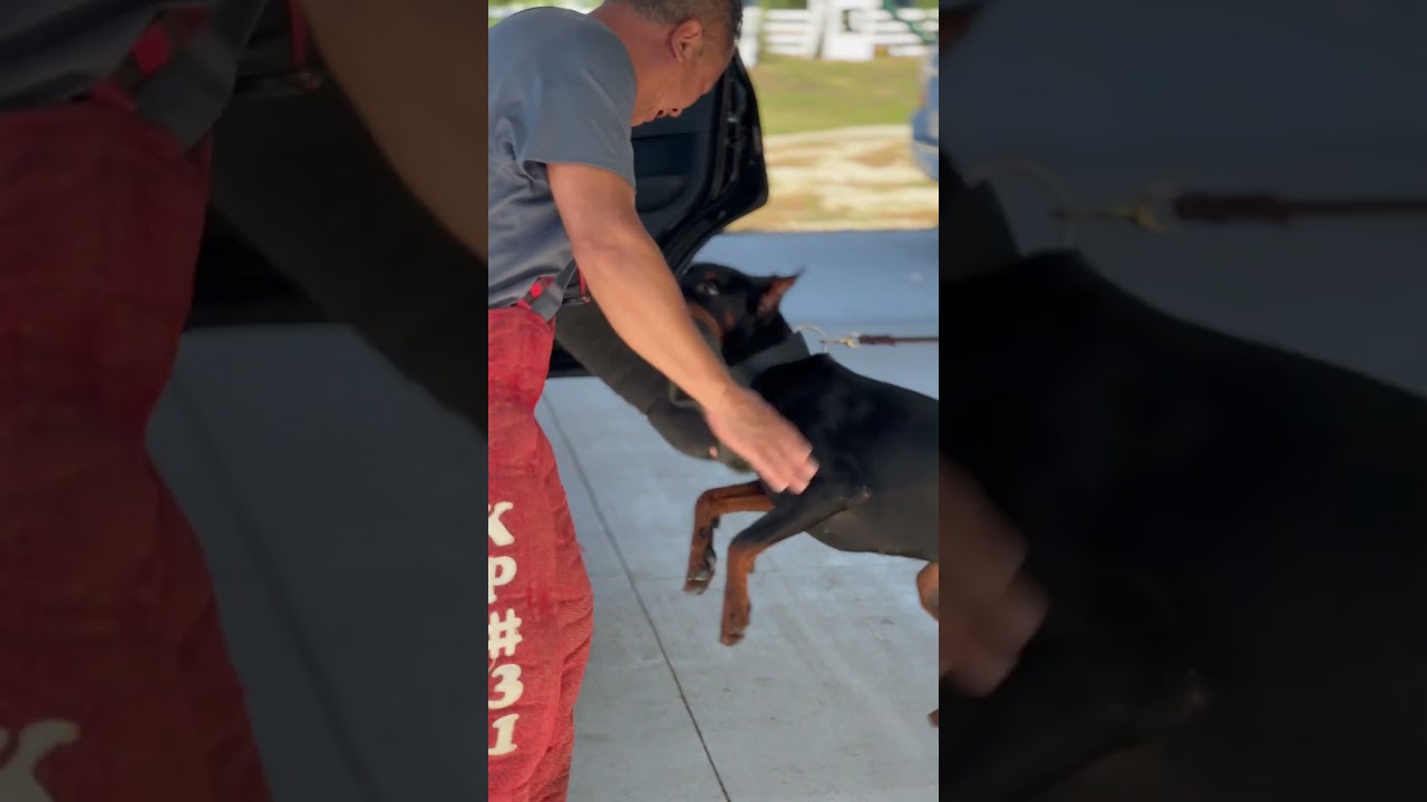 10 month old Doberman pup Protection Work - Elitehaus Riddle 