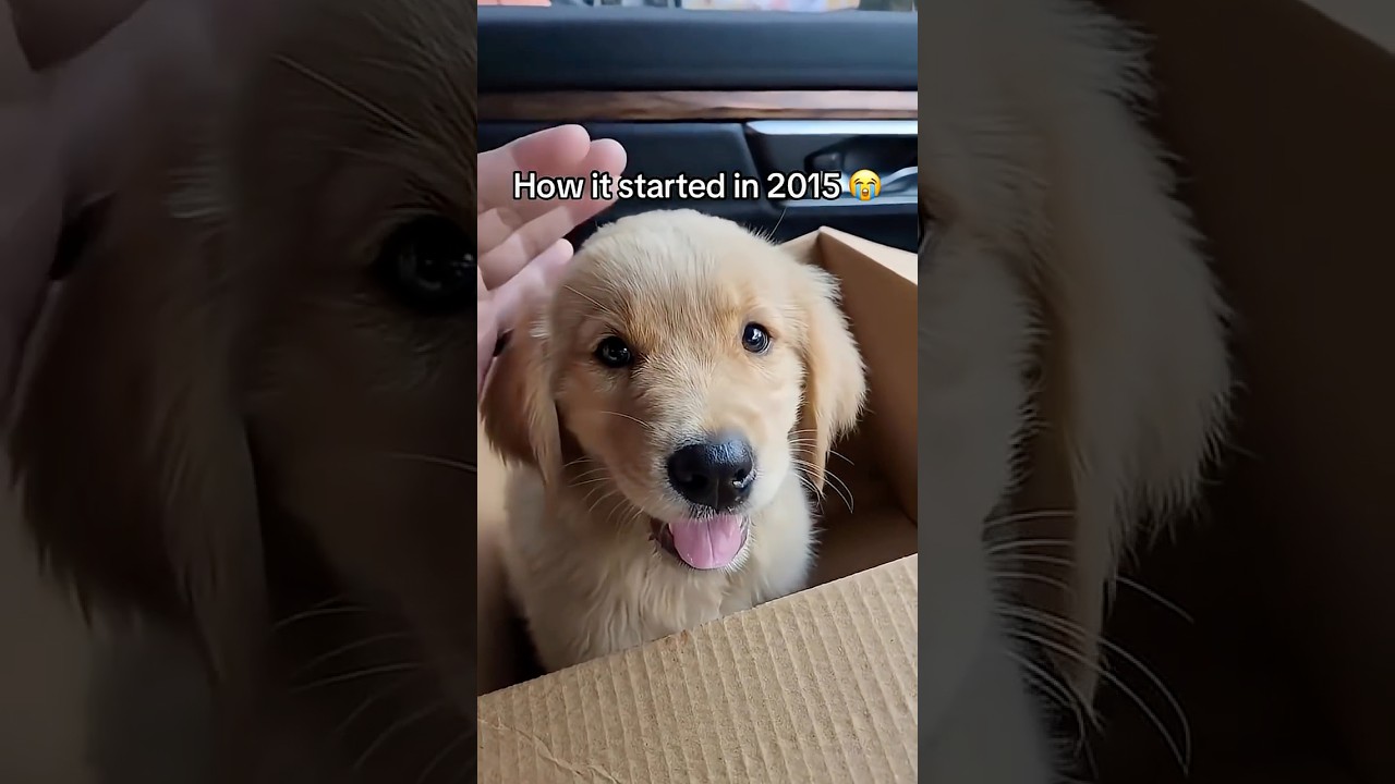 The Dog Memorial Bracelet You Need 🥹🐾 