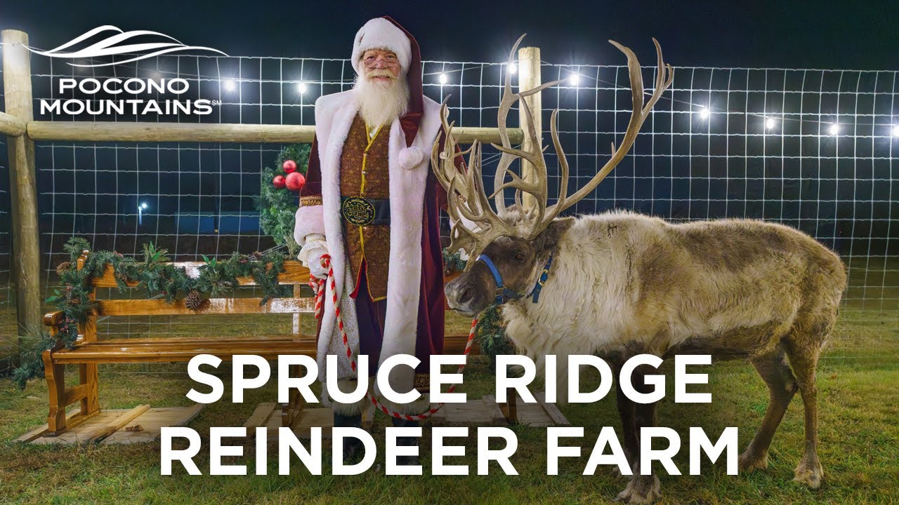Spruce Ridge Reindeer Farm
