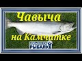 Диалоги о рыбалке -  095 / Чавыча