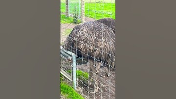 Emu #shortsfeed #youtube #youtubeshorts #youtuber #subscribe #shortvideo #youtubeshortsfeatures