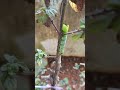 Oleander Hawk-Moth