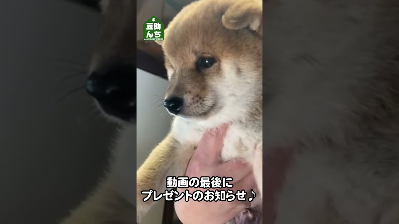 柴犬 豆柴 二重まぶたの柴犬の赤ちゃんが可愛すぎる 豆助んち Shorts プレゼント終了 Youtube