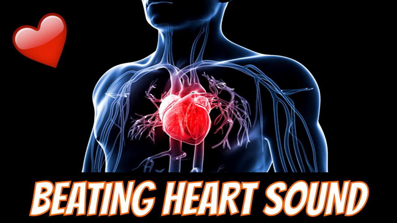 Disciplin aflange dyr Sounds of the Beating Heart - Sound - YouTube