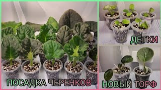 видео: Посадка черенков. Отсадка и рассадка деток фиалок. картинка: Посадка черенков. Отсадка и рассадка деток фиалок.