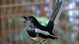 KUPAS TUNTAS KACER NYIBLEK SAMPAI CARA PENANGANANNYA