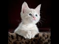 Kucing  fotofoto cantik kucing kucingimut kucinglucu kucing shorts