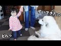 【祝】妹が初めて自分の方に歩いてきたら超大型犬が大喜びしちゃいましたw|グレートピレニーズ