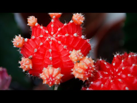 Video: Razmnožavanje prazničnih kaktusa - Kako razmnožiti različite praznične kaktuse