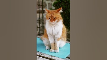 Thumbnail of So Cute Cat😽 Can't Sleep Again🎵#short #cute #cat