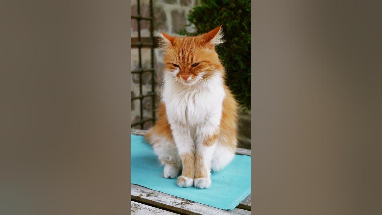 So Cute Cat😽 Can't Sleep Again🎵#short #cute #cat