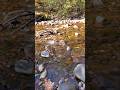 Peaceful babbling brook #roadtrip #minnesota #northshore #silverbay