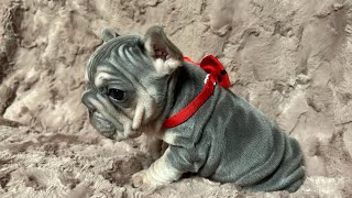 Big rope velvet frenchies