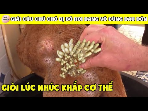 Video: Bạn nên làm gì với sản phẩm dược phẩm và sản phẩm chăm sóc thú cưng chưa sử dụng?