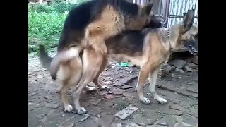 Gay German Shepherd mating with knotting