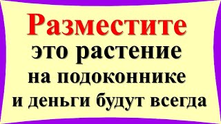 Разместите это растение на подоконнике в кухне и деньги будут всегда