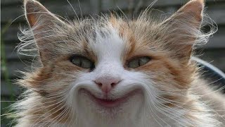 Funny Cats (Смешные Коты) Новые Приколы с Животными