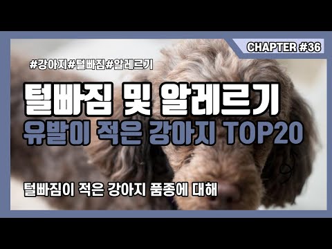 털안빠지는 알레르기유발이 적은 강아지 저자극성 견종 Top20