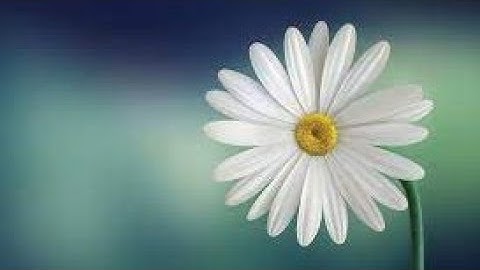 سورة الفلق القارئ شيخ أبو بكر الشاطري