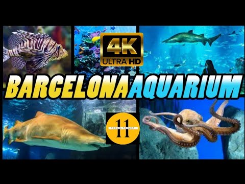 aquarium barcelona walking Tour | Spain | Barcelona #adventuretime #barcelona #travel #4k