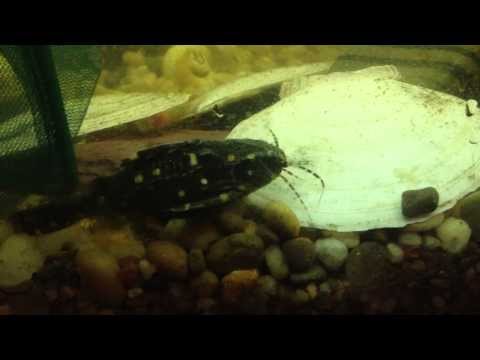 African Featherfin with Spotted Leaf Fish. (S. Eupterus, Ctenopoma Acutirostre) from YouTube · High Definition · Duration: 3 minutes 46 seconds · 552 views · uploaded on 3/6/2016 · uploaded by Dan Hiteshew African Featherfin with Spotted Leaf Fish. (S. Eupterus, Ctenopoma Acutirostre) from YouTube · High Definition · Duration: 3 minutes 46 seconds · 552 views · uploaded on 3/6/2016 · uploaded by Dan Hiteshew