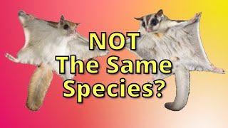Why Two Unrelated Species Can Look Identical #VeritasiumContest