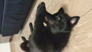 Schipperke Puppy Vince Lying on the Floor and Bares His Teeth by Vince Schipperke 4,188 views 2 years ago 50 seconds
