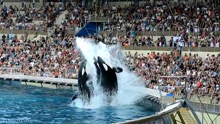 Représentation des Orques - Marineland Août 2018 by Galinette1208 241,237 views 5 years ago 11 minutes, 42 seconds