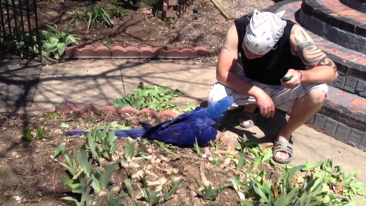 Bandit the happy hyacinth macaw 