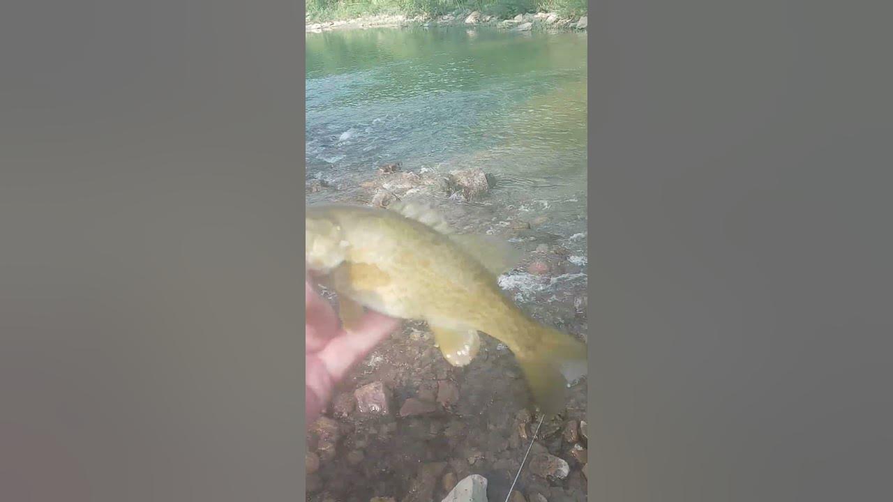 IN GOD with caught a Smallmouth Bass at Middle Fork Little Red River by
