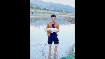 Câu cá chép khủng sông hồng Lào Cai . chia sẻ điểm câu mới nhiều cá chép khủng