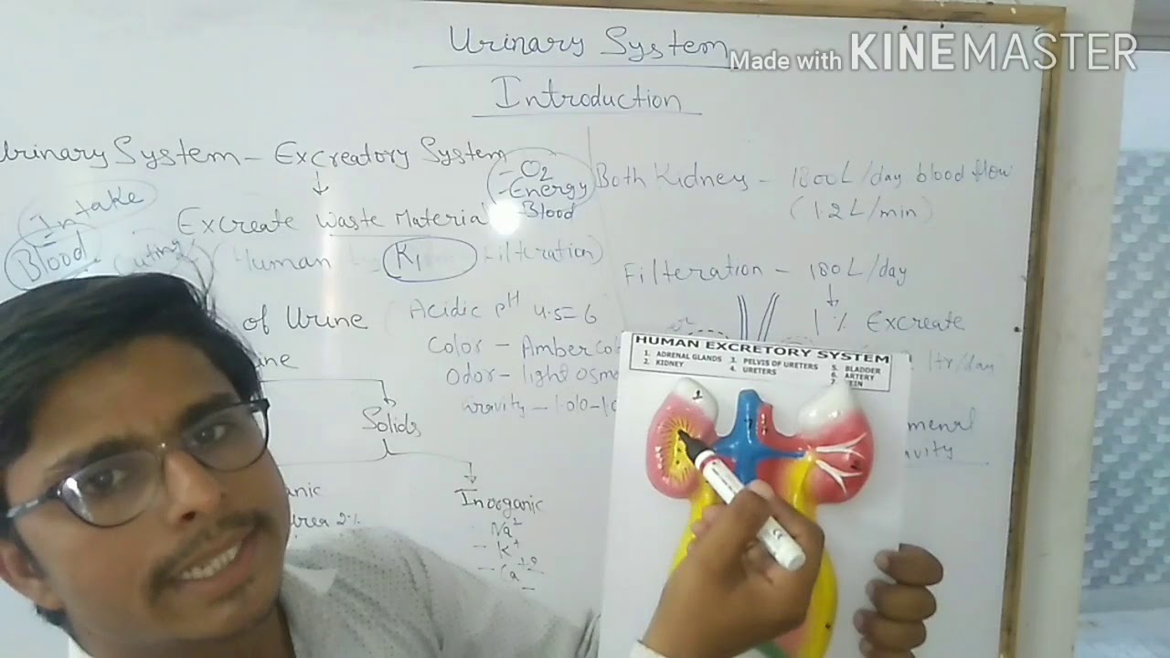 Introduction of urinary system - YouTube