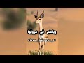 وصاني بابا