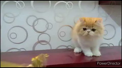Video 2452231: persian cattery, persian male kitten, breed persian, exotic shorthair, bells cattery