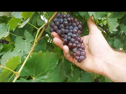 Video: Винограддын оор тагдыры