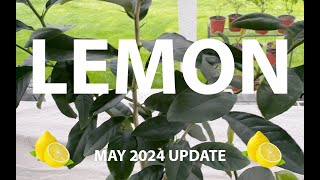 Lemon Tree Bonsai: Seed C Progress Update - May 2024 🍋 #BonsaiProgress #LemonBonsai #Citrus