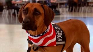 Meet Cadence an SF SPCA Assisted Therapy Animal