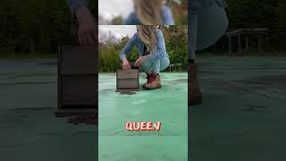 These Bees Were Caring for a Dead Queen!🐝💔#NaomiKyra #shorts